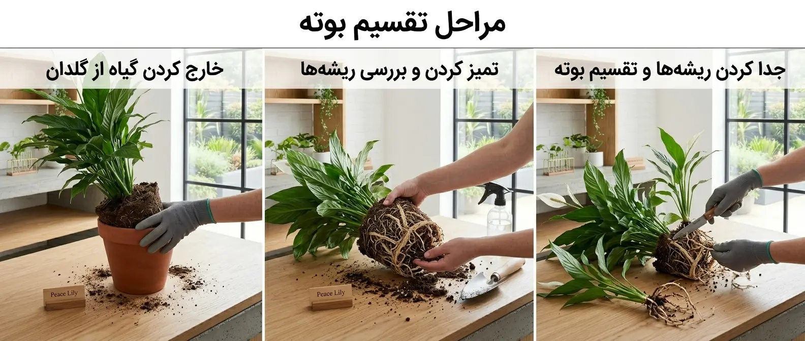 مراحل تقسیم بوته شامل خارج کردن گیاه از گلدان و جدا کردن ریشه‌ها