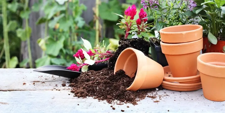 انتخاب خاک و گلدان؛ پایه‌ای برای رشد سالم