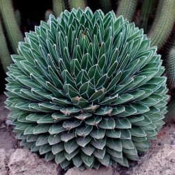 آگاو ویکتوریا - 2