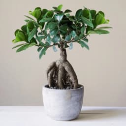 بونسای فیکوس گینسنگ - 2