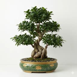 بونسای فیکوس گینسنگ - 1