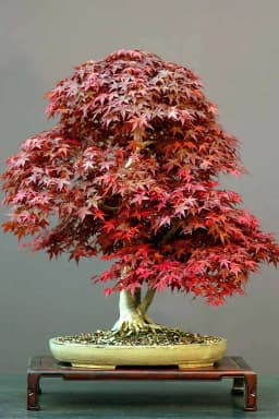 بونسای افرای ژاپنی - 2