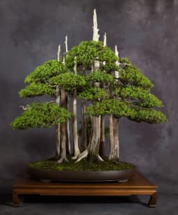 بونسای سرو خمره‌ای - 2