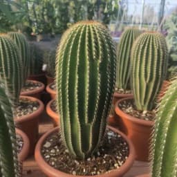 کاکتوس ساگوارو - 4