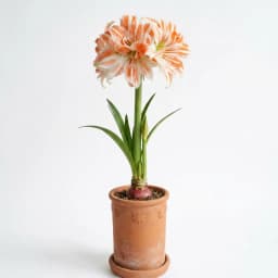 آماریلیس - 1