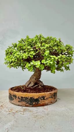 بونسای زالزالک ژاپنی - 3