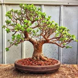 بونسای زالزالک ژاپنی - 4