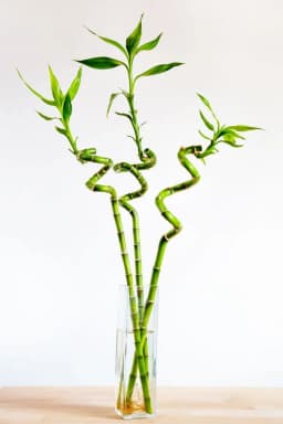 بامبوی خوش یُمن - 2