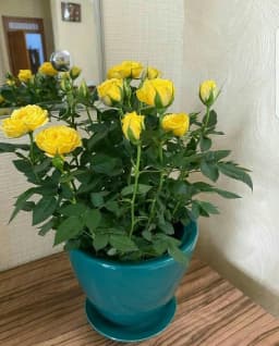 رز مینیاتوری - 2
