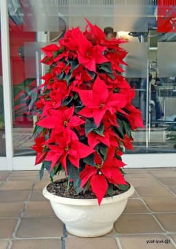 بنت قنسول - 2