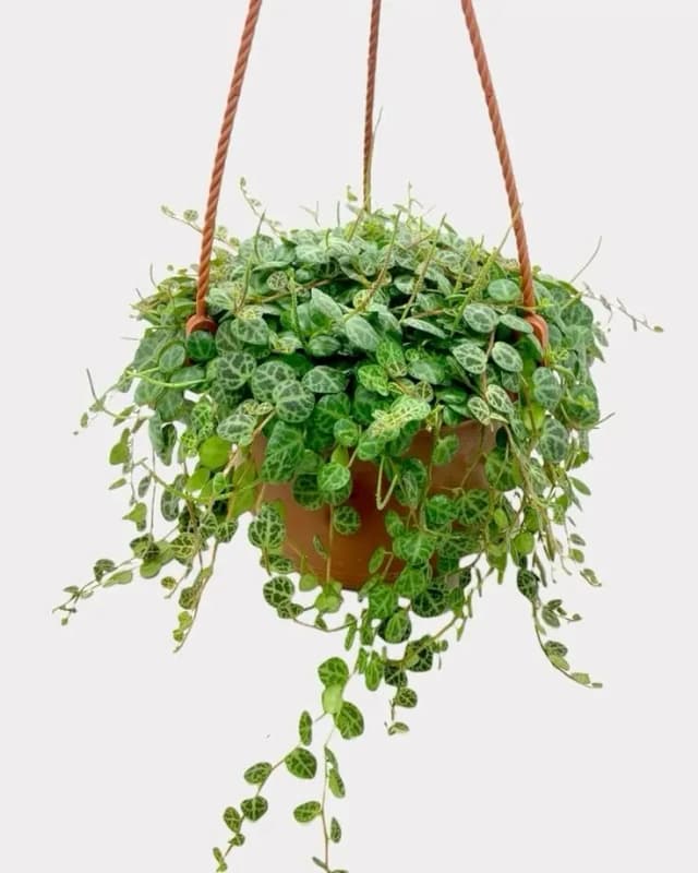 تاکای برگ لاک‌پشتی