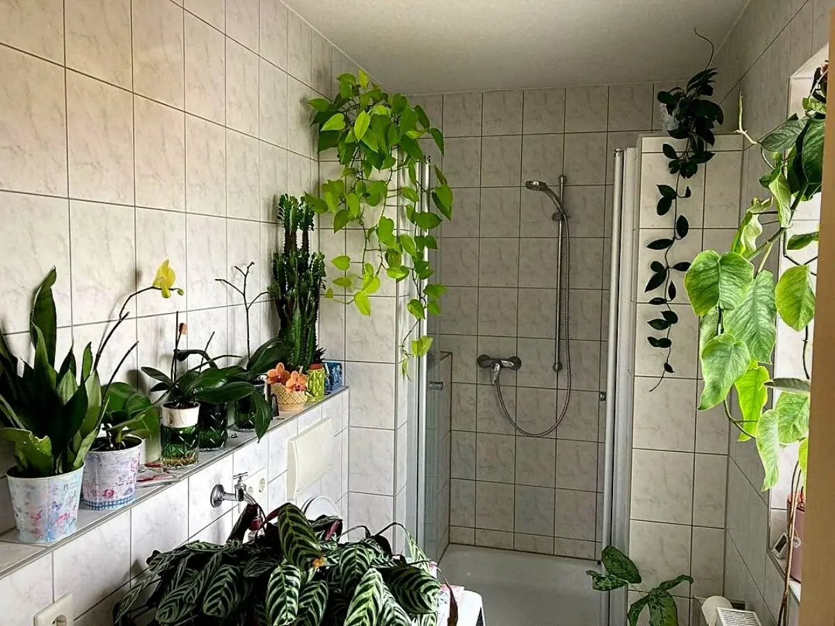 یک حمام مدرن با گیاهان مختلف روی قفسه و کنار وان