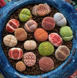 لیتوپس - 4