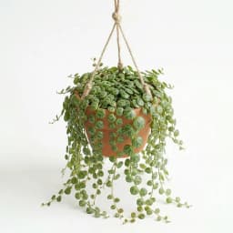 تاکای برگ لاکپشتی - 4