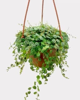 تاکای برگ لاکپشتی - 1