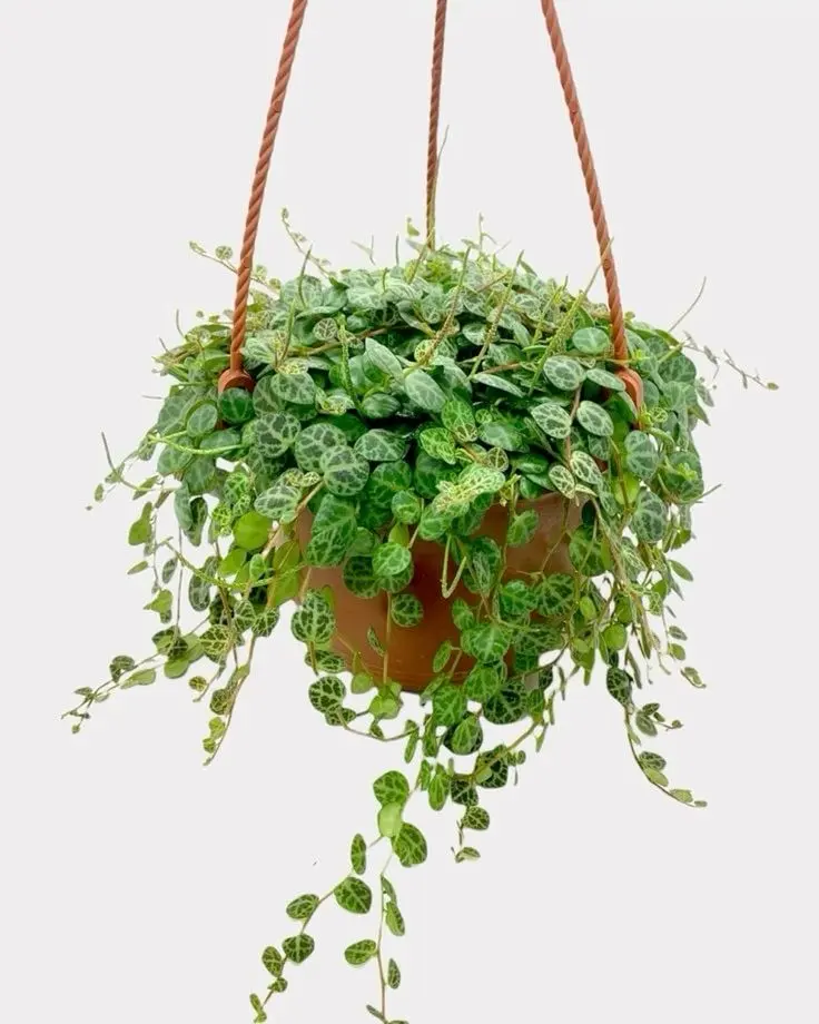 تاکای برگ لاکپشتی