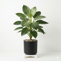 فیلودندرون - 1